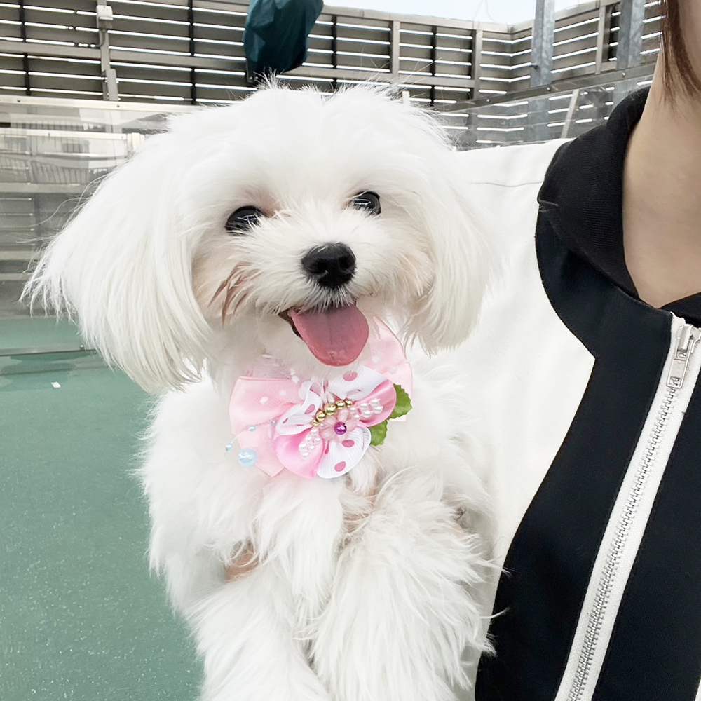 生徒が撮影したモデル犬写真♪②